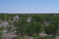 Namibia - Etosha Nationalpark