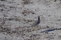 Etosha Nationalpark - Gackeltrappe