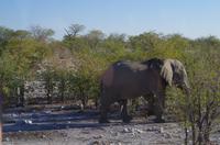 Etosha Nationalpark