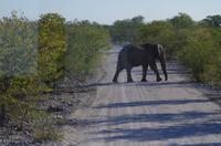 Etosha Nationalpark