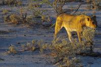 Etosha Nationalpark