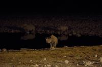 Etosha Nationalpark - Okaukuejo Resort