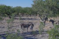 Etosha Nationalpark