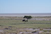 Etosha Nationalpark