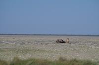Etosha Nationalpark