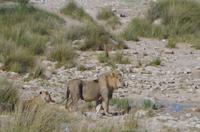 Etosha Nationalpark