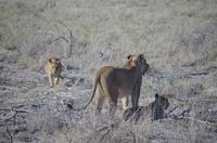 Etosha Nationalpark
