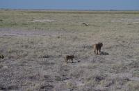 Etosha Nationalpark