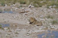 Etosha Nationalpark
