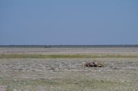 Etosha Nationalpark