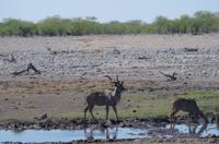 Etosha Nationalpark - Kudu