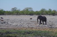 Etosha Nationalpark