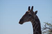 Etosha Nationalpark
