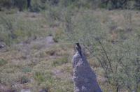 Etosha Nationalpark - Gabelracke