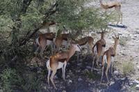 Etosha Nationalpark - Mittagsruhe