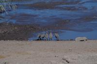 Etosha Nationalpark - Perlhühner