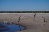 Etosha Nationalpark