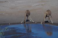 Etosha Nationalpark
