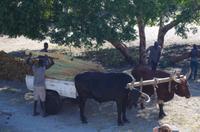 Unterwegs in Namibia - Ochsenkarren