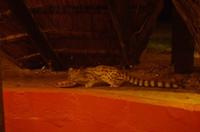 N`Kwazi Lodge - Ginsterkatze