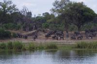 Am Ufer des Kavangos