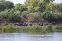 Am Ufer des Kavangos