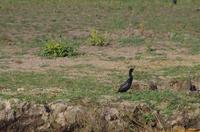 Bootsfahrt auf dem Kavango - Komoran