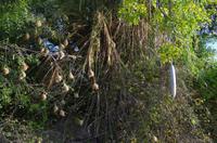 Bootsfahrt auf dem Kavango - Leberwurstbaum