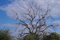 Mahango Nationalpark - Ahnenbaum