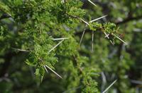 Namibia - Kameldorn-Akazie