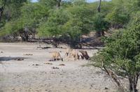 Mahango Nationalpark . Kudu