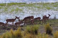 Mahango Nationalpark - Impala