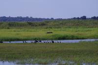 Mahango Nationalpark