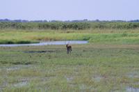 Mahango Nationalpark - Lechwe-Atilope