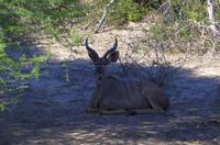 Mahango Nationalpark - Kudu