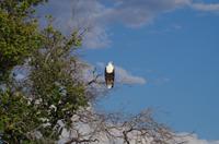 Bootsfahrt auf dem Kwando - Schreiseeadler