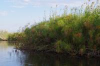 Bootsfahrt auf dem Kwando - Papyrus