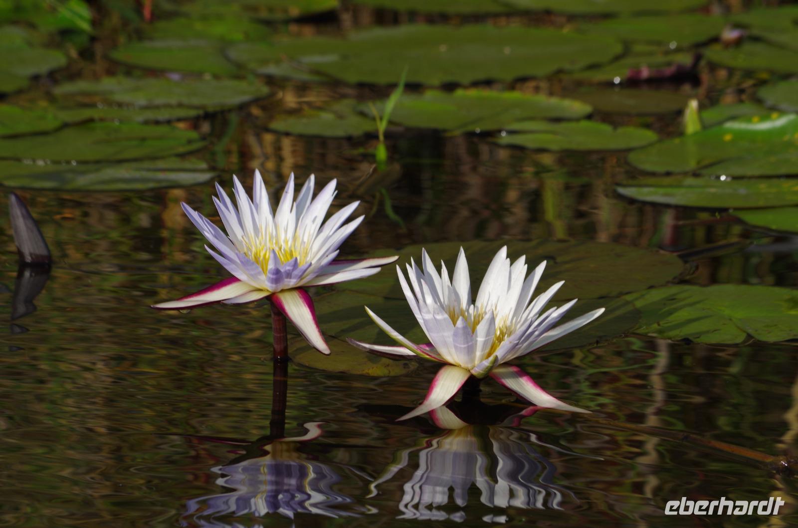 Bootsfahrt auf dem Kwando - Waterlilies