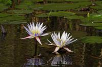 Bootsfahrt auf dem Kwando - Waterlilies