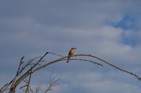 Bootsfahrt auf dem Kwando - Bienenfresser