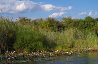 Bootsfahrt auf dem Kwando 