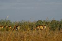 Bootsfahrt auf dem Kwando - Lechwe-Antilopen