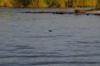 Bootsfahrt auf dem Kwando - der Schuh des Manitu