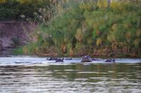 Bootsfahrt auf dem Kwando - Hippo-Pool