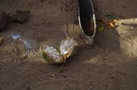 Namushasha Culture Village - Baobab-Frucht