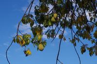 Namushasha Culture Village - Baobabbaum mit Früchten