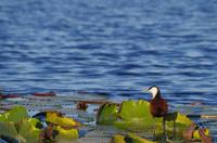Bootsfahrt auf dem Chobe - Blatthühnchen