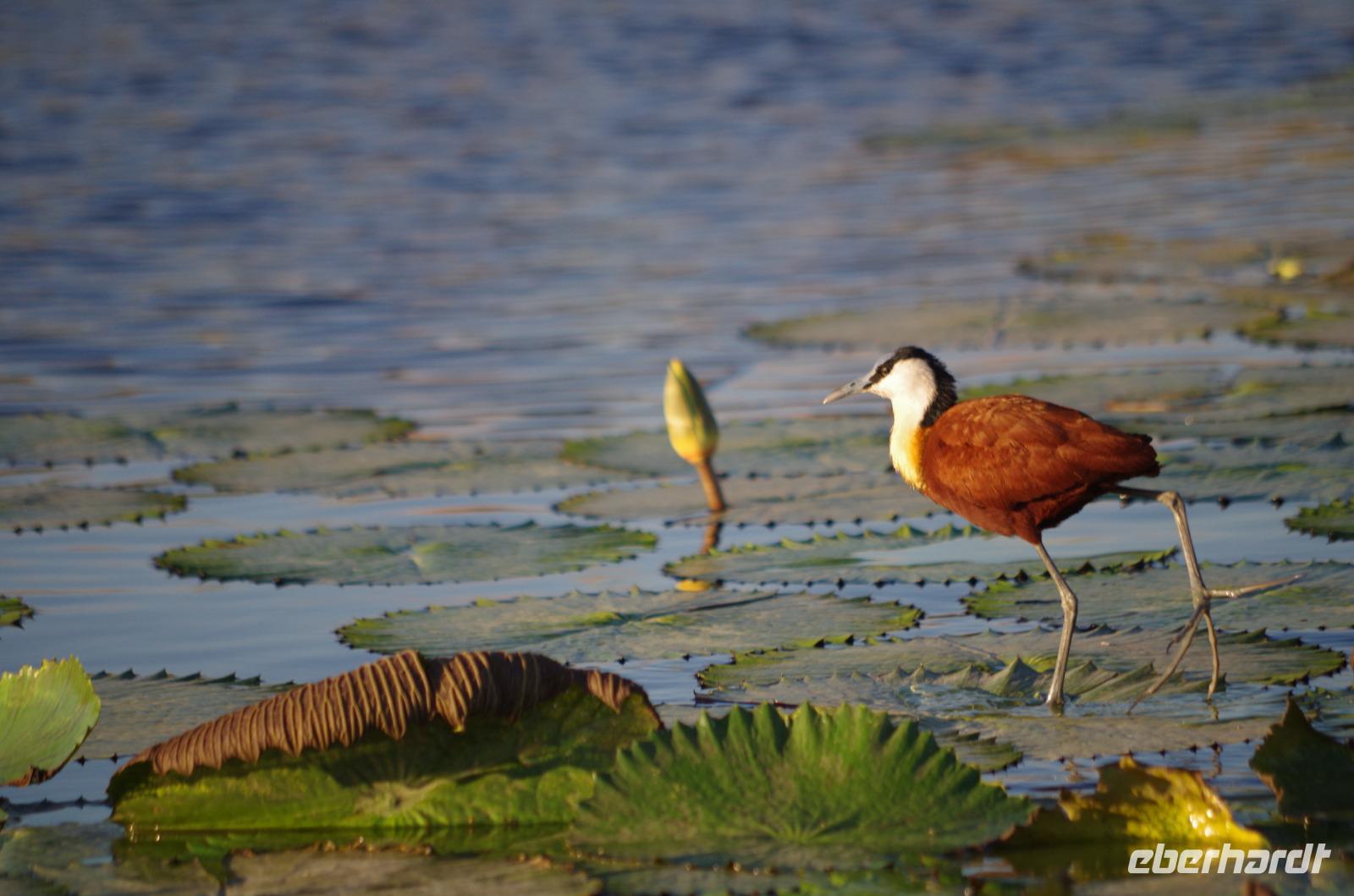 Bootsfahrt auf dem Chobe - Blatthühnchen