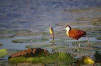 Bootsfahrt auf dem Chobe - Blatthühnchen