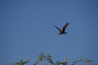 Bootsfahrt auf dem Chobe - Klaffschnabel
